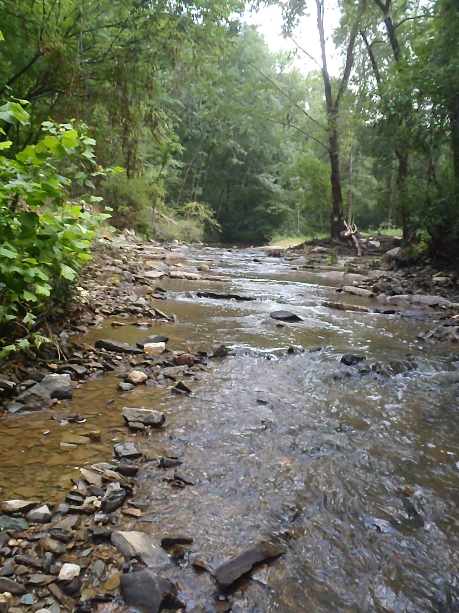 A view downstream of Densons Creek in Troy, NC.