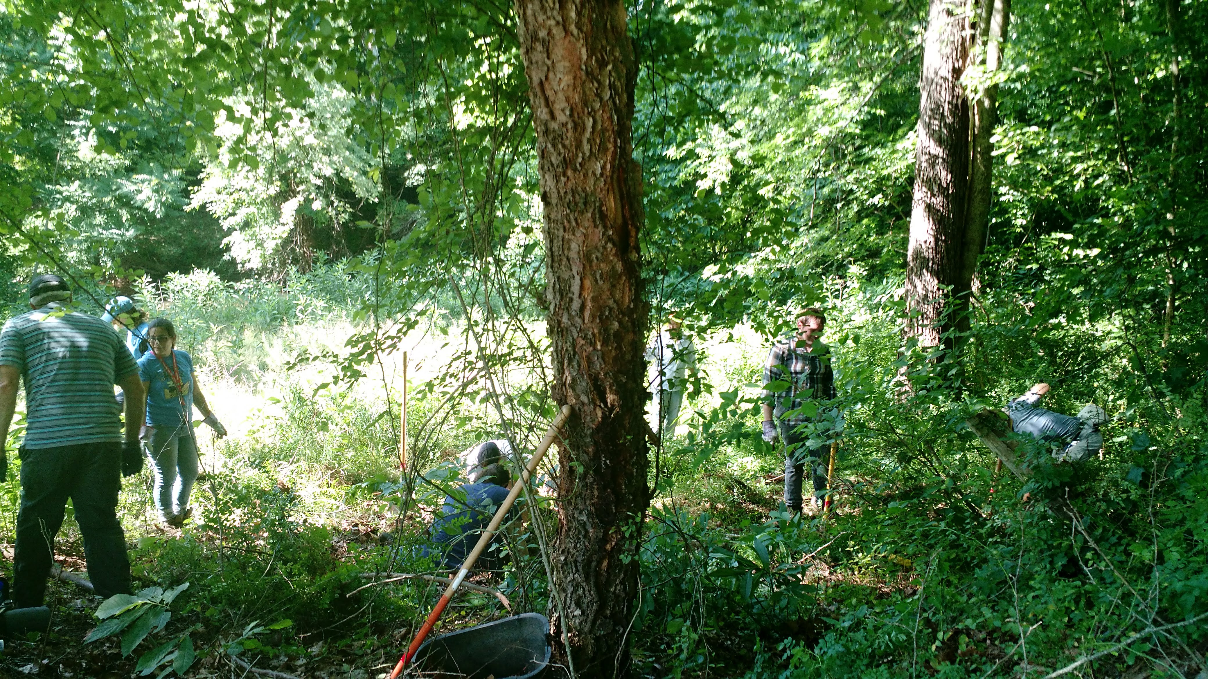 Volunteers removing invasive species and planting native plants.